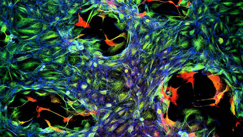 microscope image of some cells