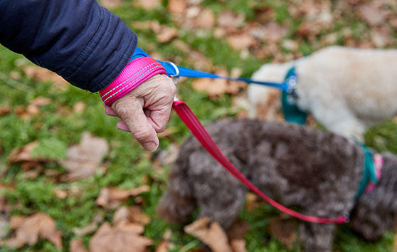 Dog walk challenge