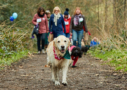 Dog walk challenge