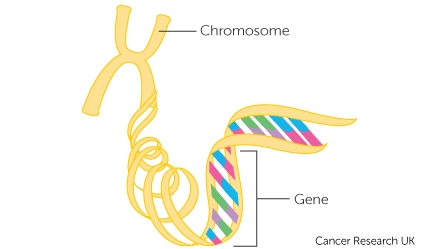 Genes and cancer