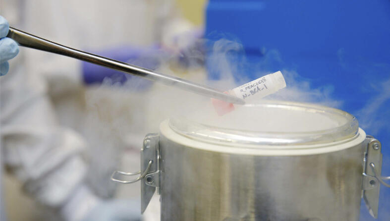 A sample in a lab getting dipped in to liquid nitrogen