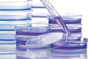  pipette and petri dishes