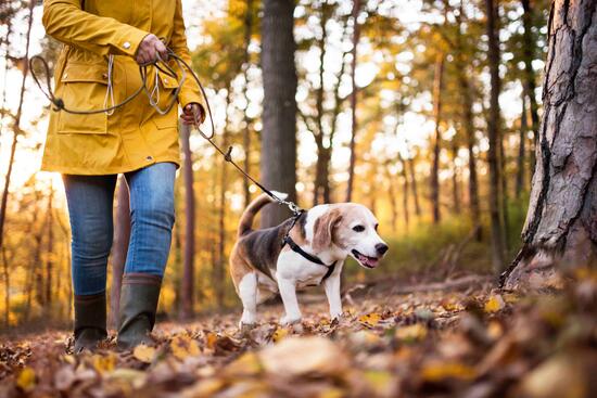 person walking dog in the woods.