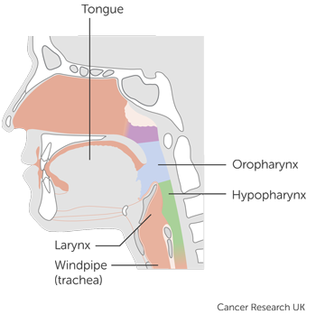Kestral diagram 1