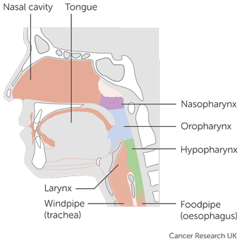 study diagram