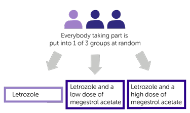 study diagram