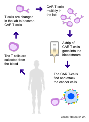 ALEXANDER- Diagram 1