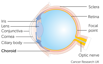 Trial Diagram