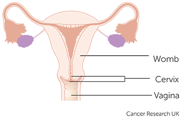 Diagram of a cervix