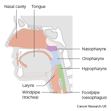 Trial Diagram