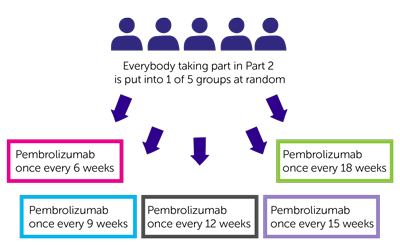 REFINE-Lung Part 2 randomisation diagram