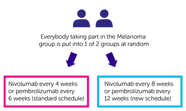 REFINE trial randomisation diagram (melanoma group)