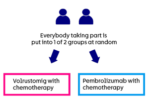 eVOVLE-Lung 02 trial diagram