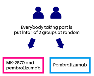 MK-2870-007 - Randomisation 