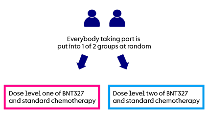 BNT327-06 trial randomisation diagram