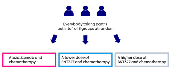 BNT327-03 trial randomisation diagram