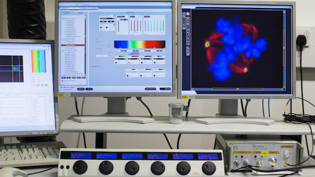 Cells on a computer screen. Microscopy