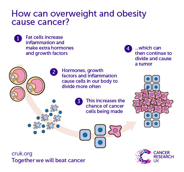 Fat cells are active and increase inflammation and make extra hormones and growth factors. These can cause cells in the body to divide more often, increasing the chance of cancer developing.