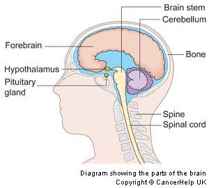 Diagram of the hypothalamus and the pituitary gland