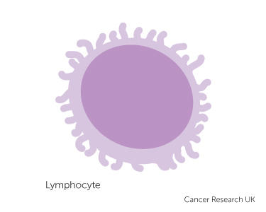 lymphocyte