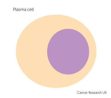 a plasma cell