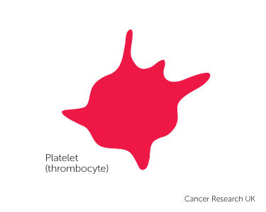 platelet