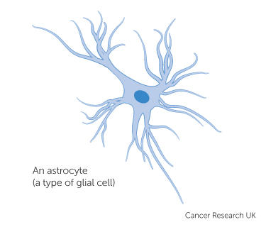 an astrocyte - a type of glial cell