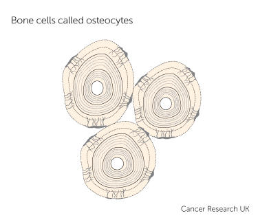 an osteocyte 