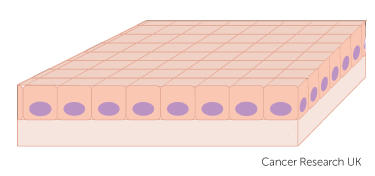 basal cells