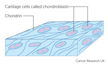 cartilage cells called chondroblasts