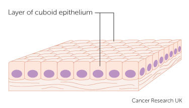 epithelial cells