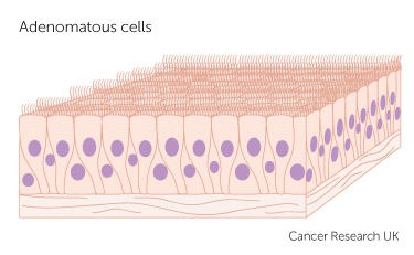 glandular cells