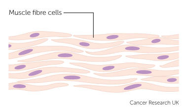 muscle cells