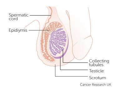 the testicles