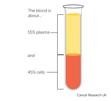 Cancer The Blood And Circulation Cancer Research Uk