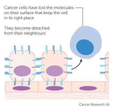 Cancer Cells vs. Normal Cells: How Are They Different?