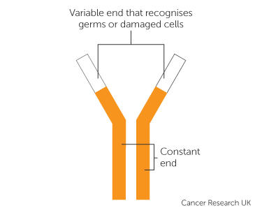 an antibody