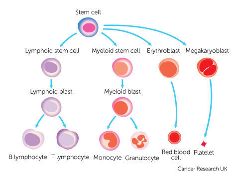 how blood cells are made