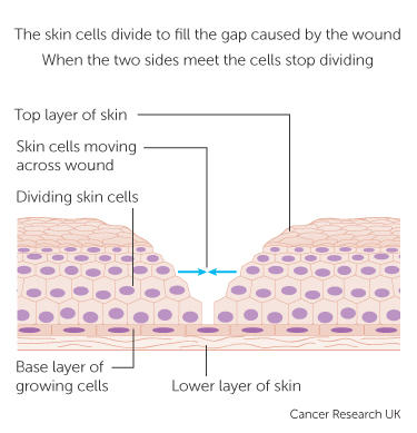 how cells know when to stop dividing