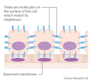 how new cells end up in the right place