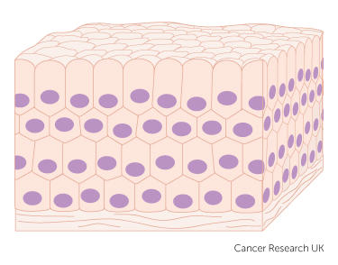 how cells and tissues grow cancer research uk