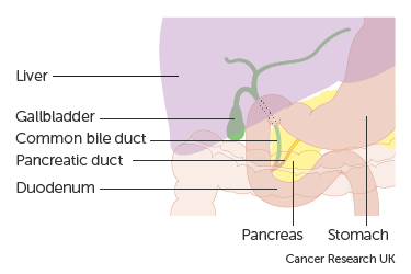 Diagram showing the anatomy of the gallbladder