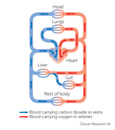 the circulatory system of the body