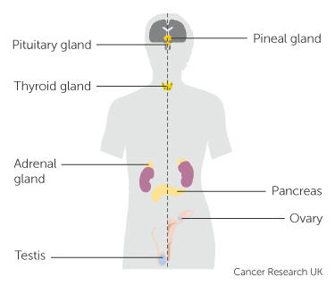 the hormone system