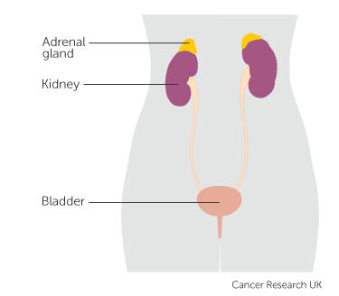 the position of the adrenal glands