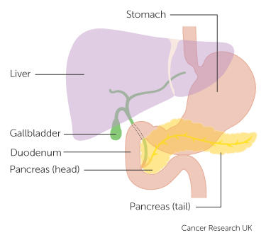 the position of the pancreas
