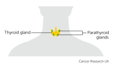 the position of the thyroid and parathyroid glands