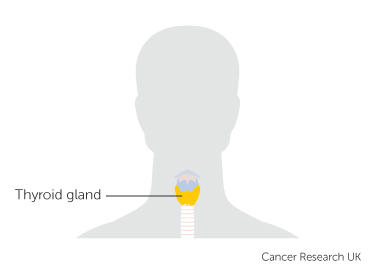 the position of the thyroid gland