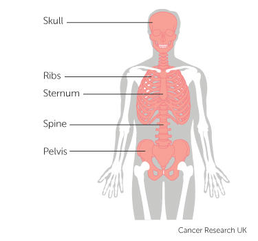 Cancer The Blood And Circulation Cancer Research Uk