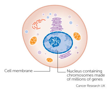 how cancer starts cancer research uk cell picture